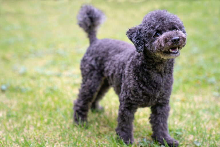 black toy poodle standing on grass