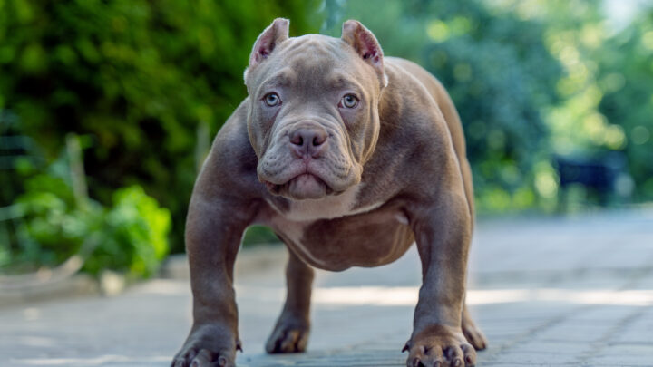 Blue American Bully: All The Breed Information You Need