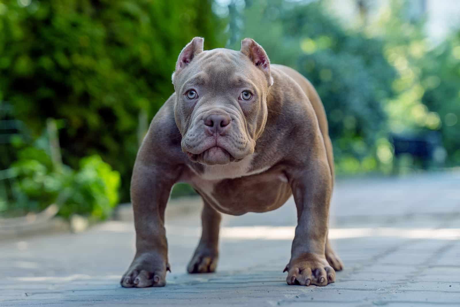 Blue American Bully: All The Breed Information You Need