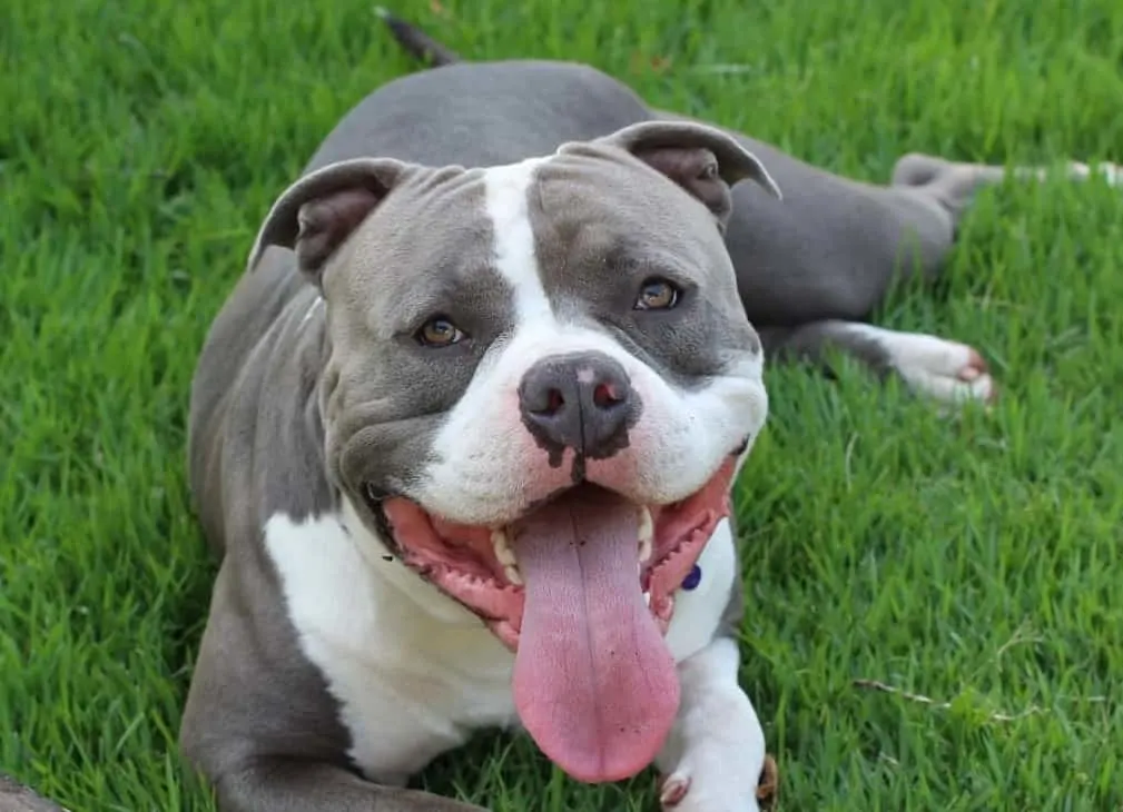 Blue American Bully lying on grass looking at camera