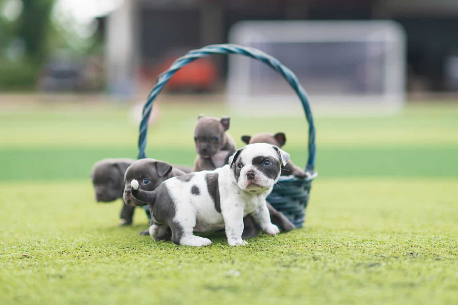 Blue American Bully puppies playing around basket on grass
