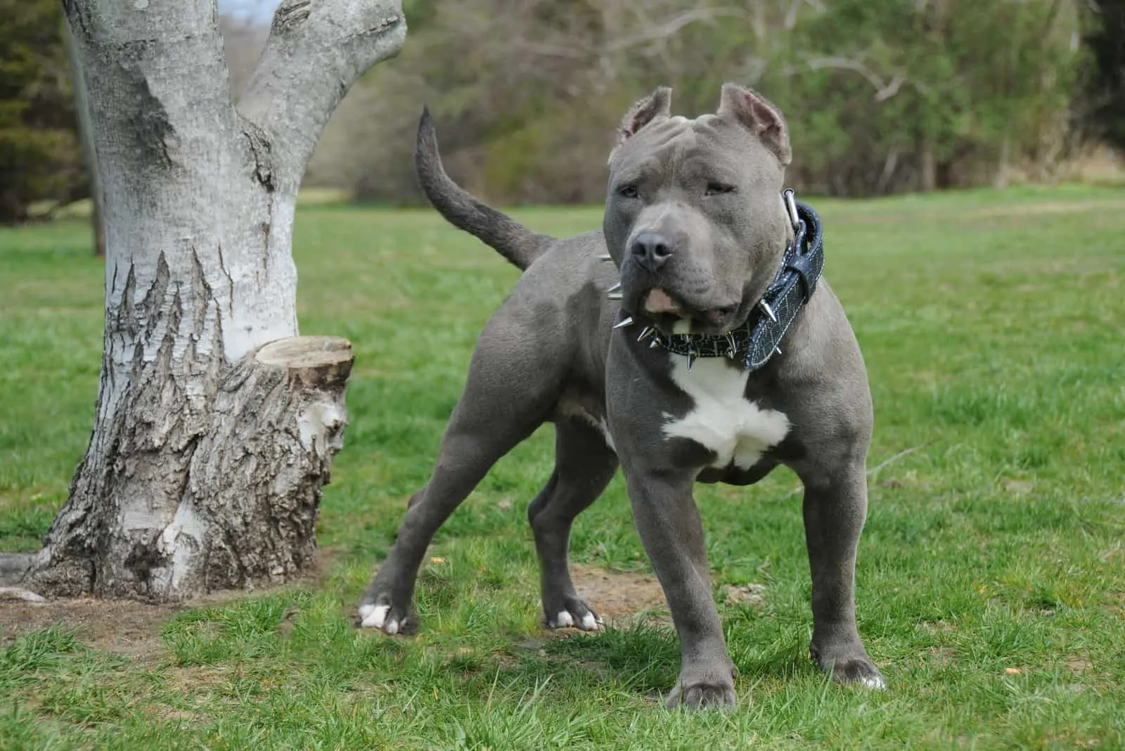 Blue American Bully standing by tree on grass