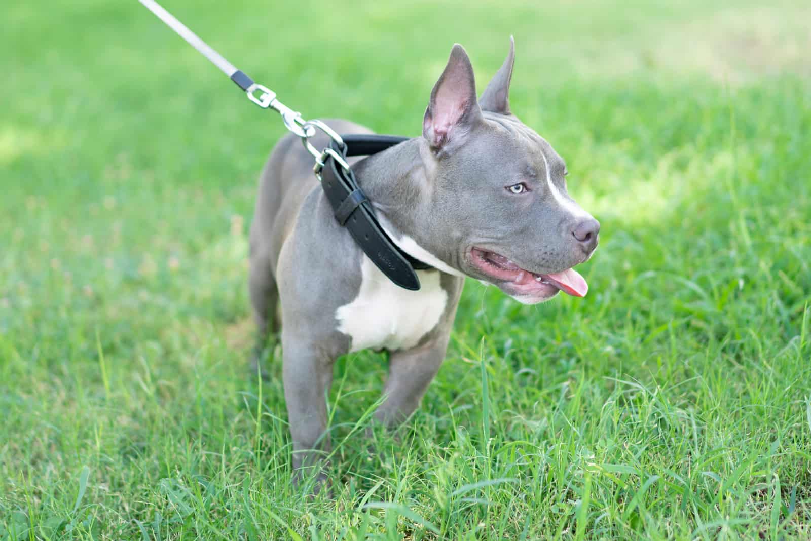 Blue Brindle American Bully