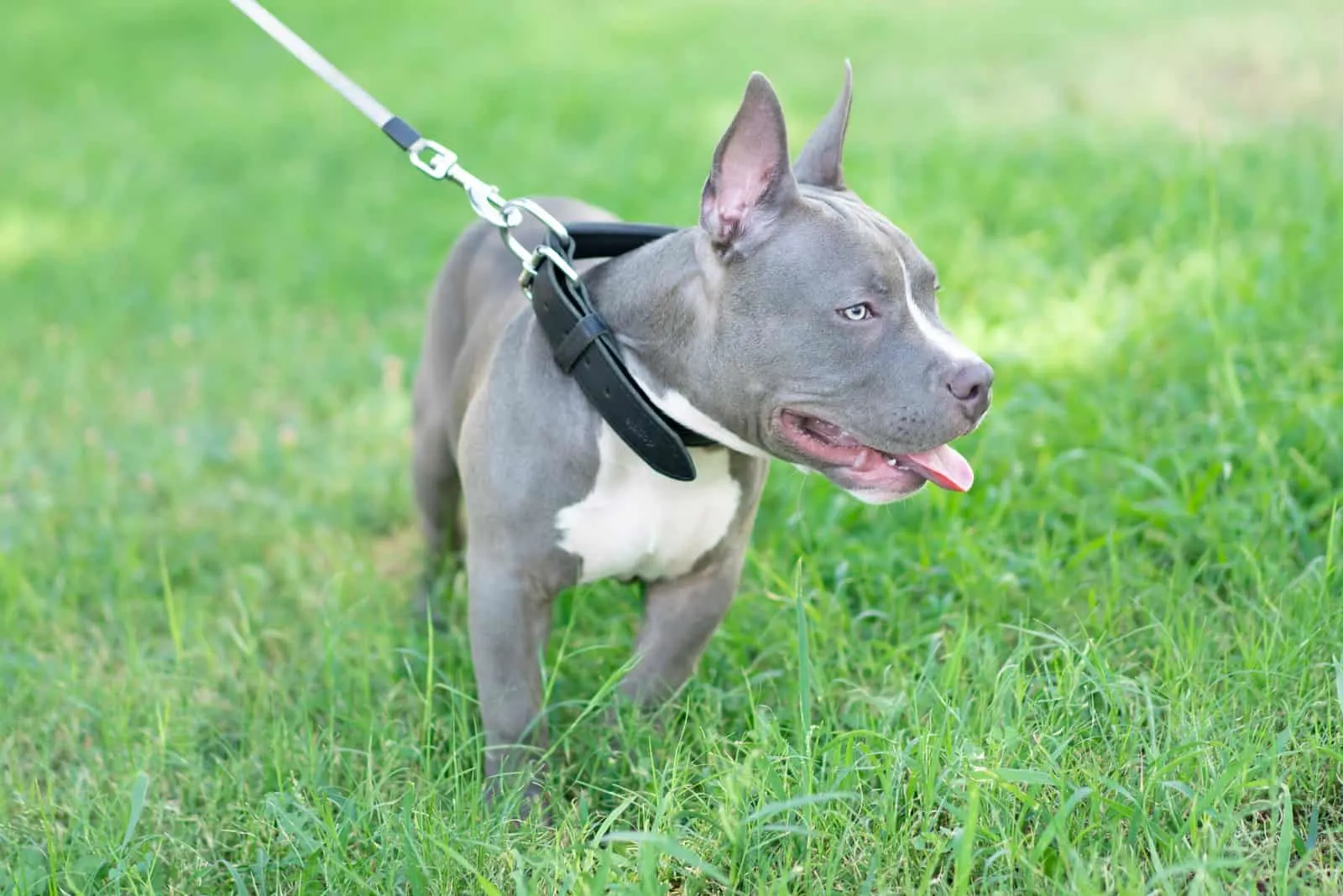 Blue American Bully standing on grass