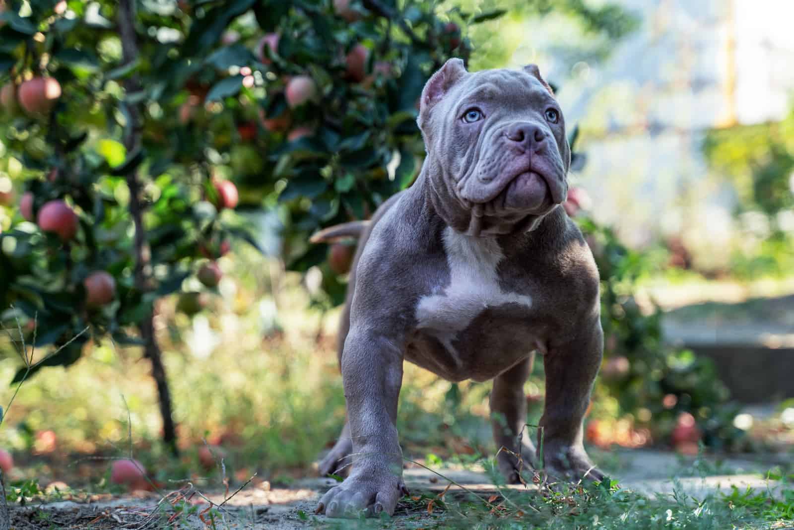 Blue American Bully standing outside looking away