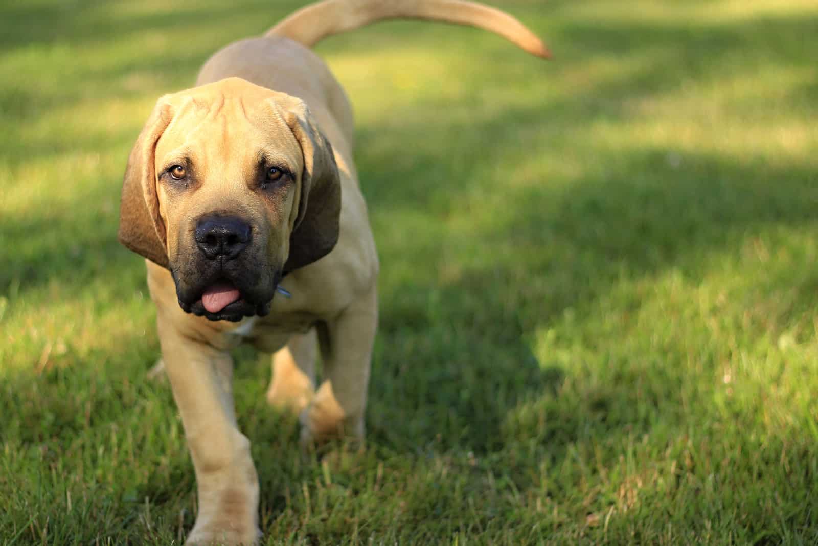 Boerboel puppy walking on grass