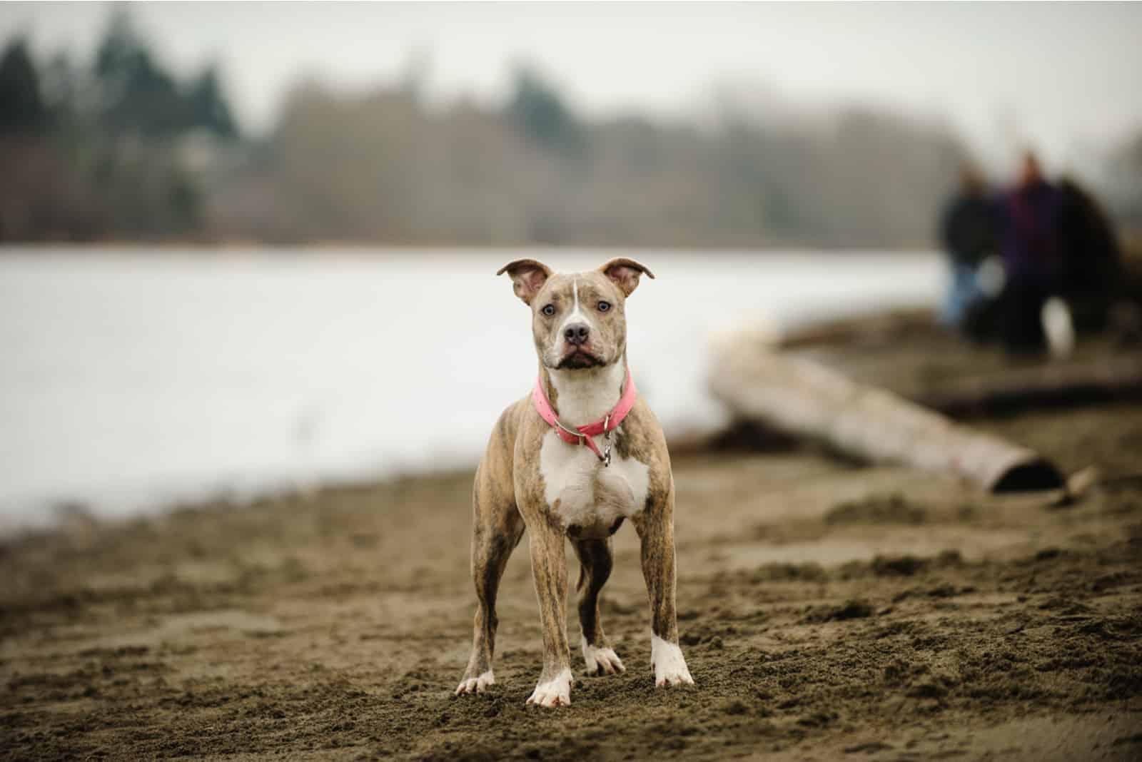 Brindle Pitbull standing by lake 