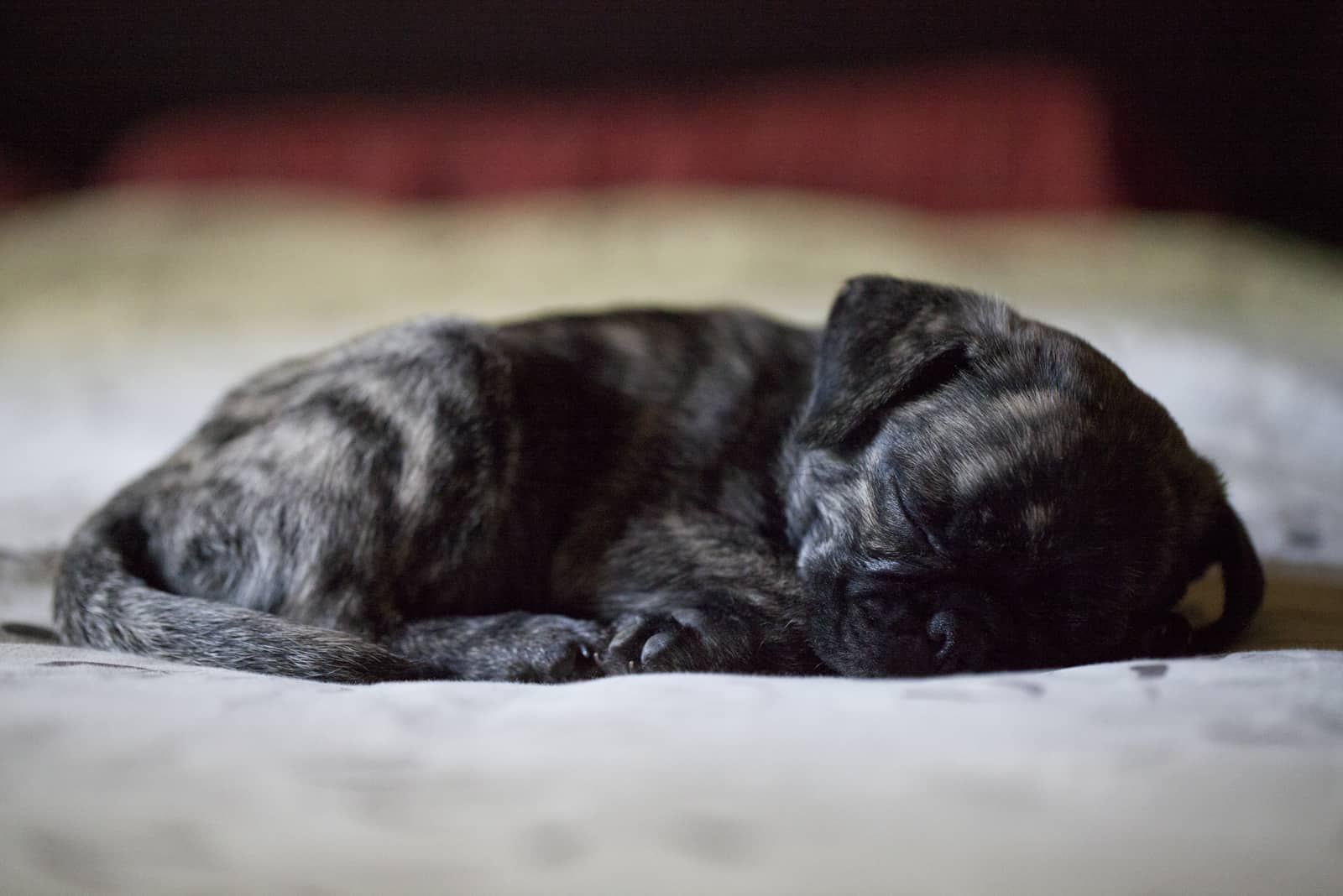 Brindle pug puppy sleeping