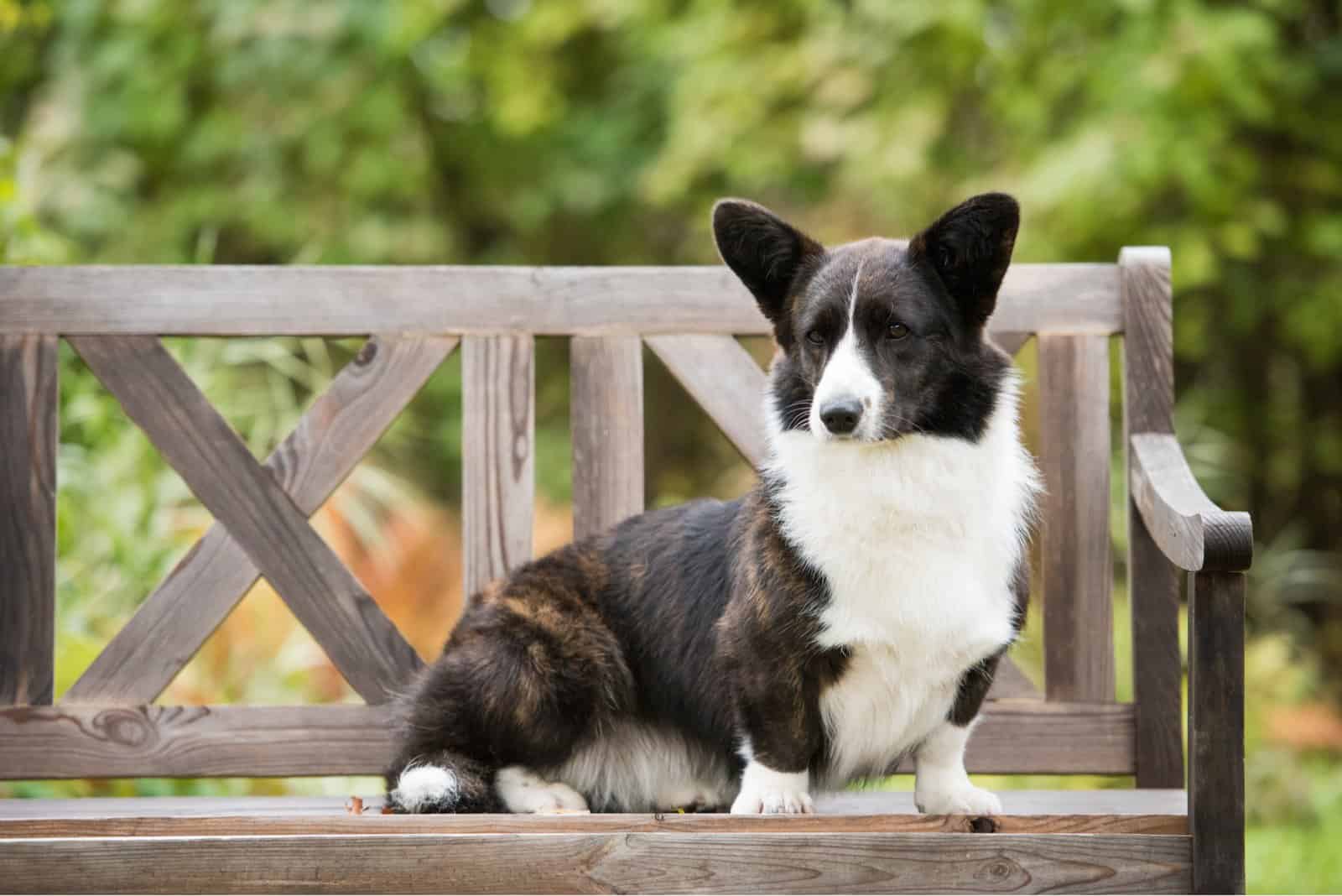 Cardigan Welsh Corgi sitting on deck outside