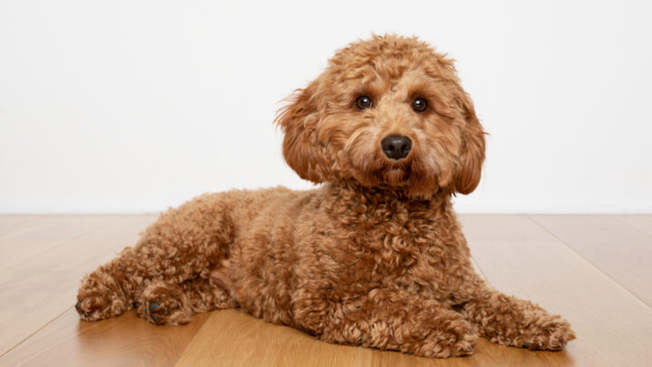 Cavapoo Breeders: 19 States That Have High-Quality Cavapoos!