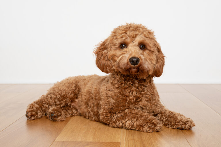 cavapoo lying on the floor