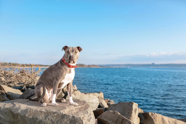 Champagne Pitbull on sea shore