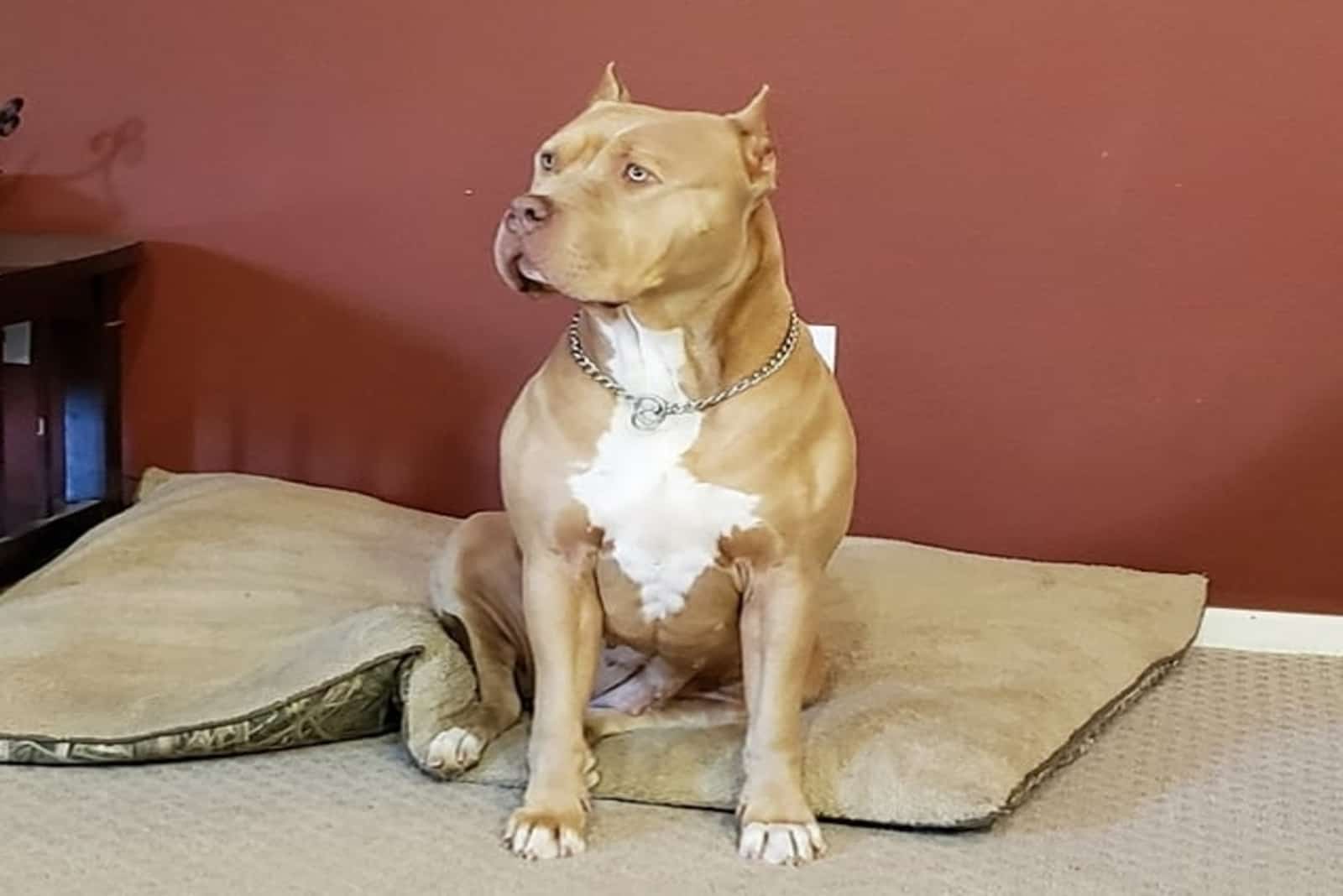 Champagne Pitbull sitting on pillow