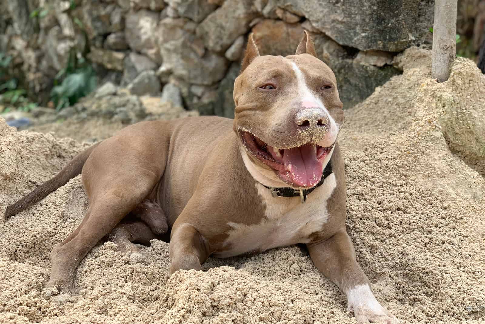 Champagne Pitbulls playing in sand