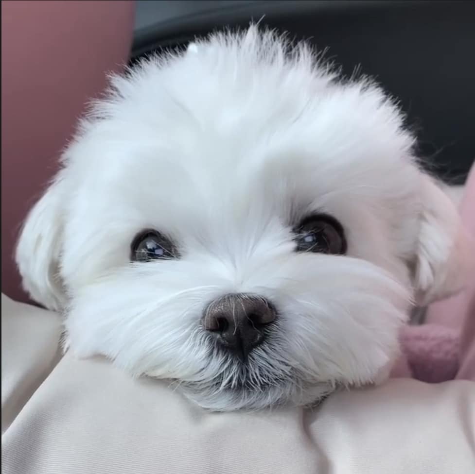Closeup of maltese puppy