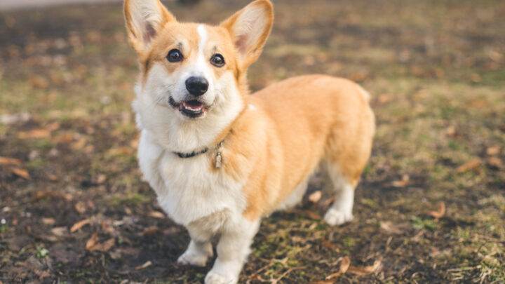 Corgi Breeders In Michigan: Top 4 Places To Get A Corgi