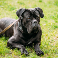 black dog sitting on grass outside