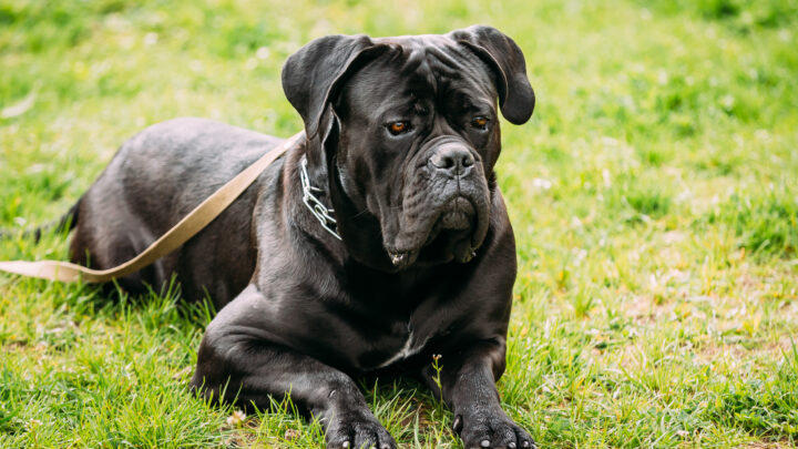 70+ Demon Dog Names: The Best Hellhound Names For Your Pooch