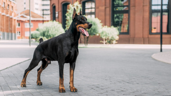 Top 5 Trustworthy Doberman Breeders In Ohio