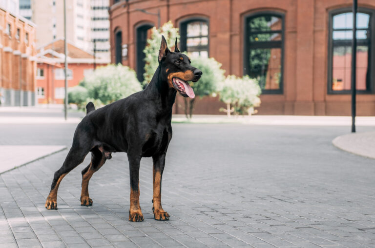 doberman photographed on the street