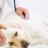 vet checking up the dog