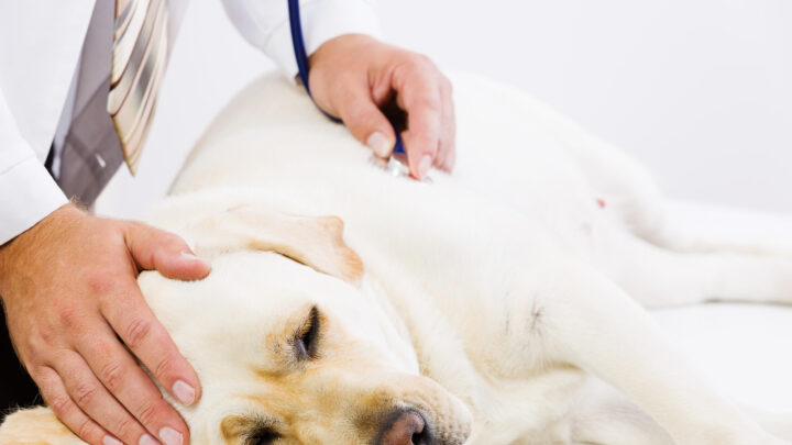 Dog Abortion – Are They Possible? Guide And Information