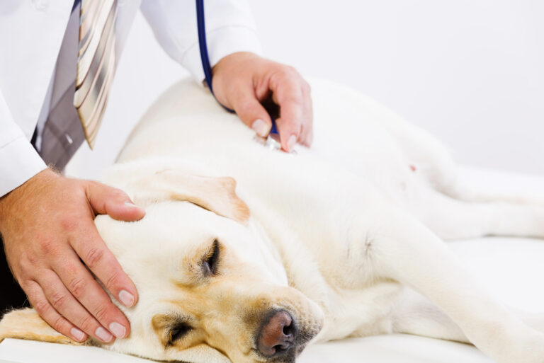 vet checking up the dog