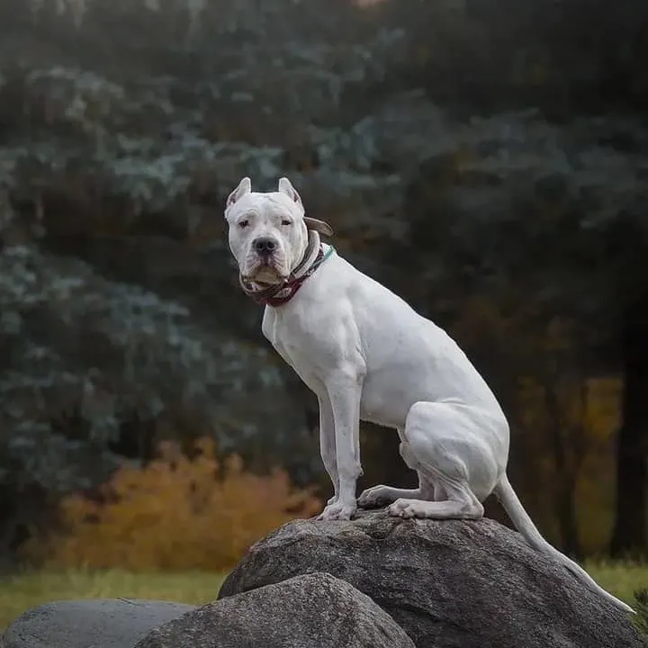 Dogo Argentino sitting on rock