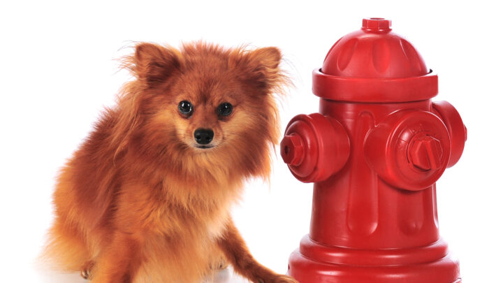 Fire Hydrant For Dogs: Our 8 Favorite Picks!