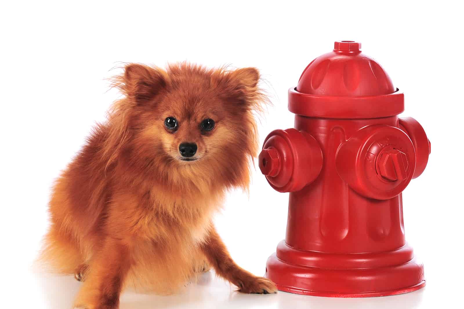 pomeranian standing next to a fire hydrant for dogs