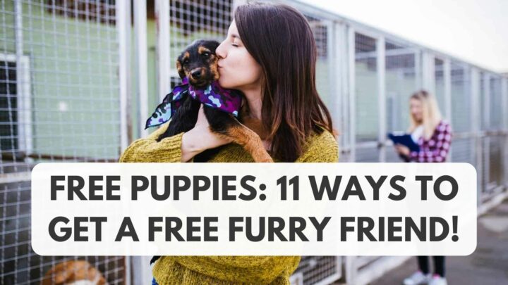 Free Puppies In Your Area For Adoption: 13 Ways To Find A Free Pet