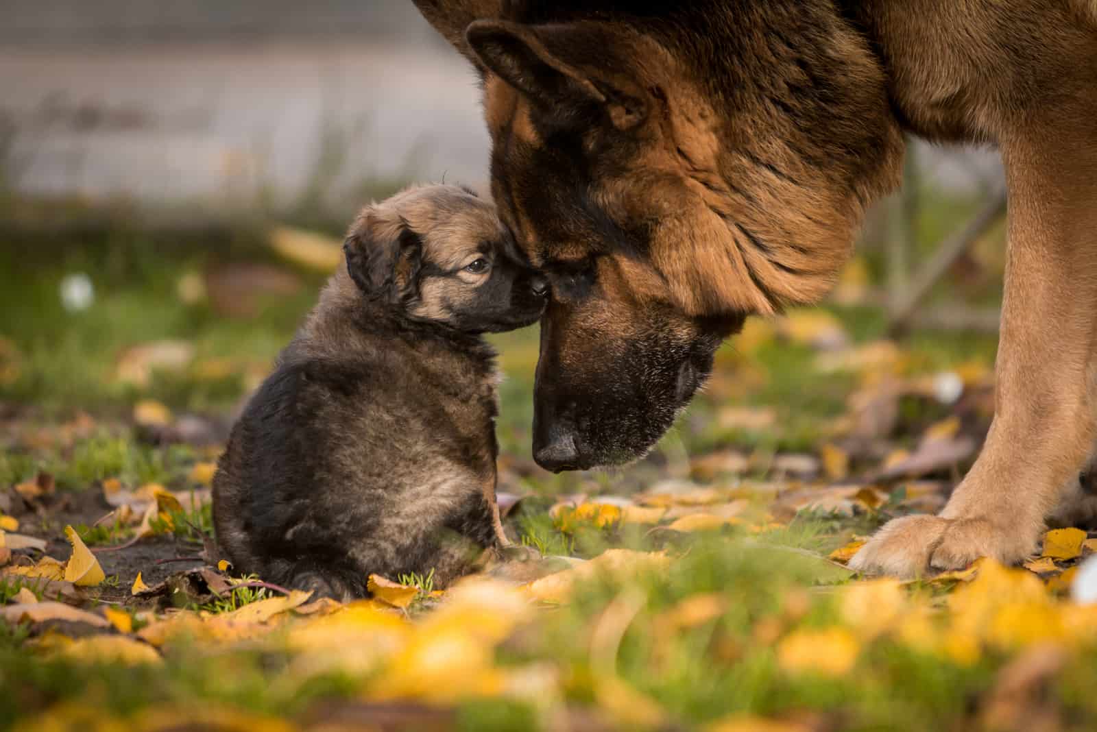 German Shepherd and puppy cuddling