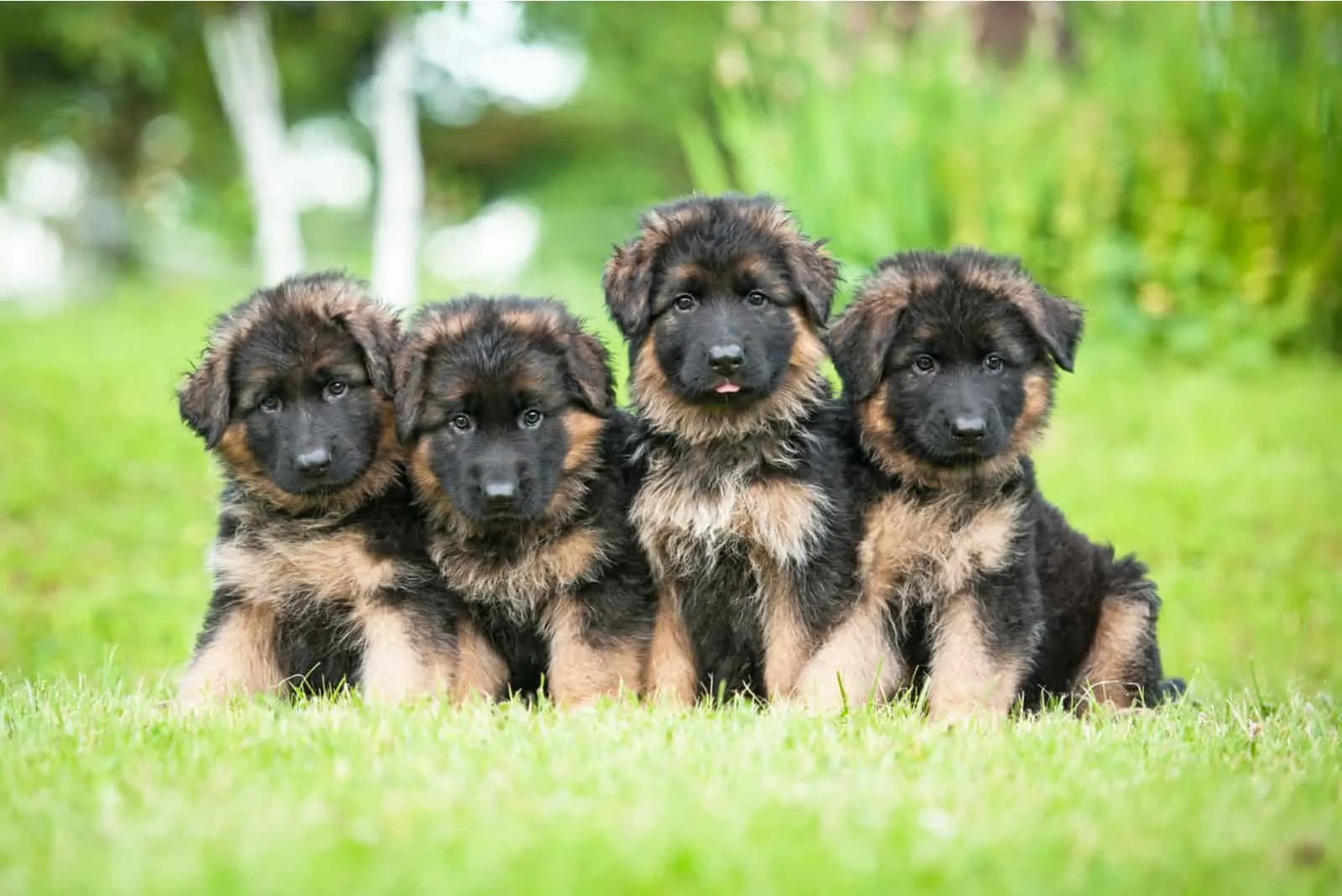 German Shepherd puppies sitting outside on grass