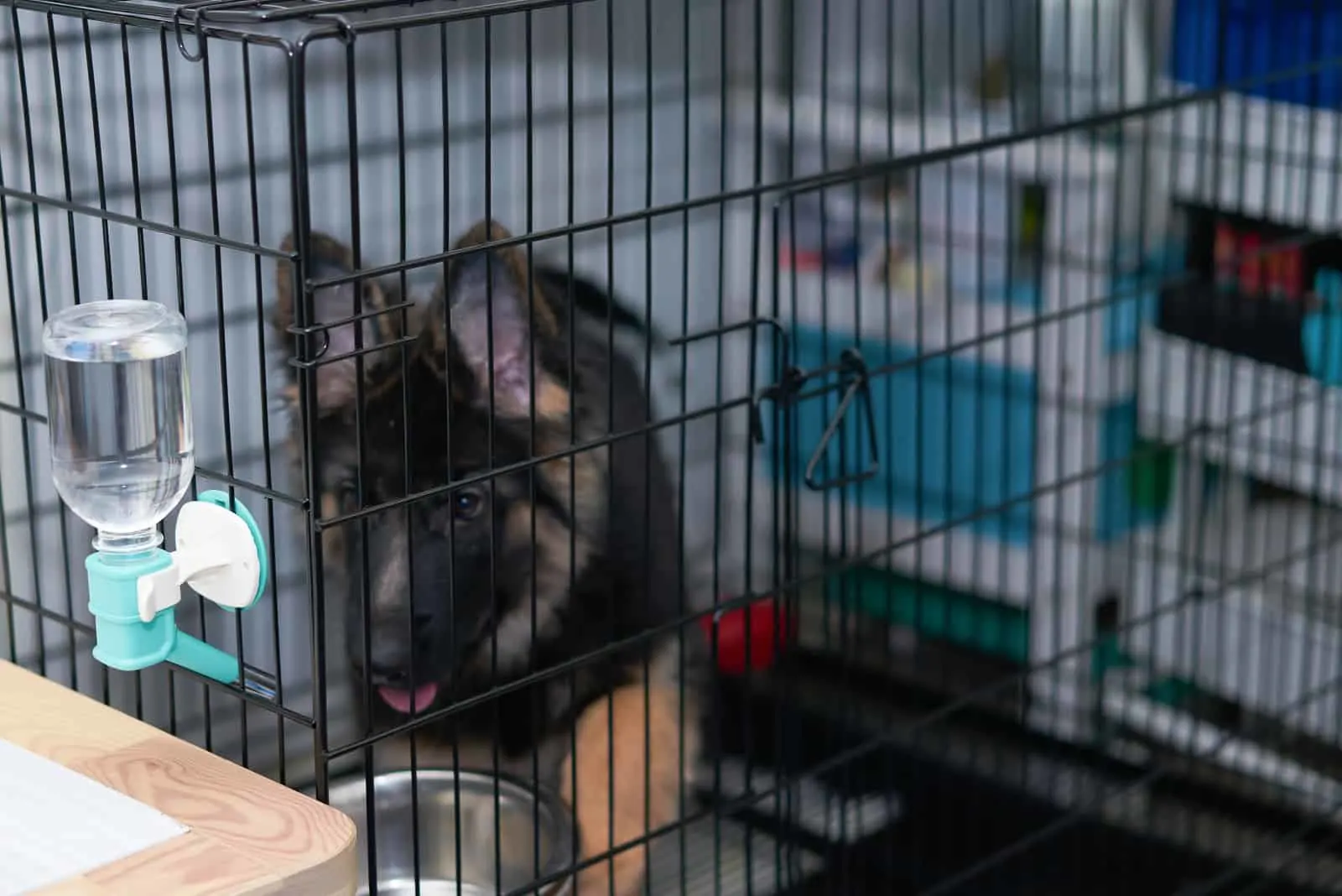 German Shepherd puppy sitting in cage in shelter