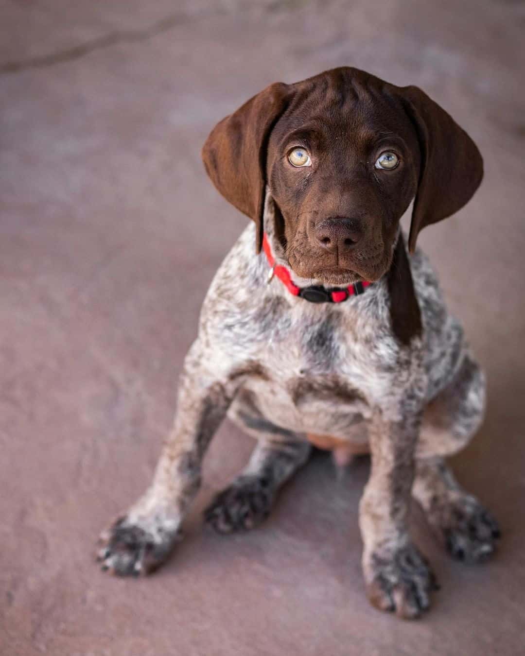 German Shorthaired Pointer puppy looking at camera