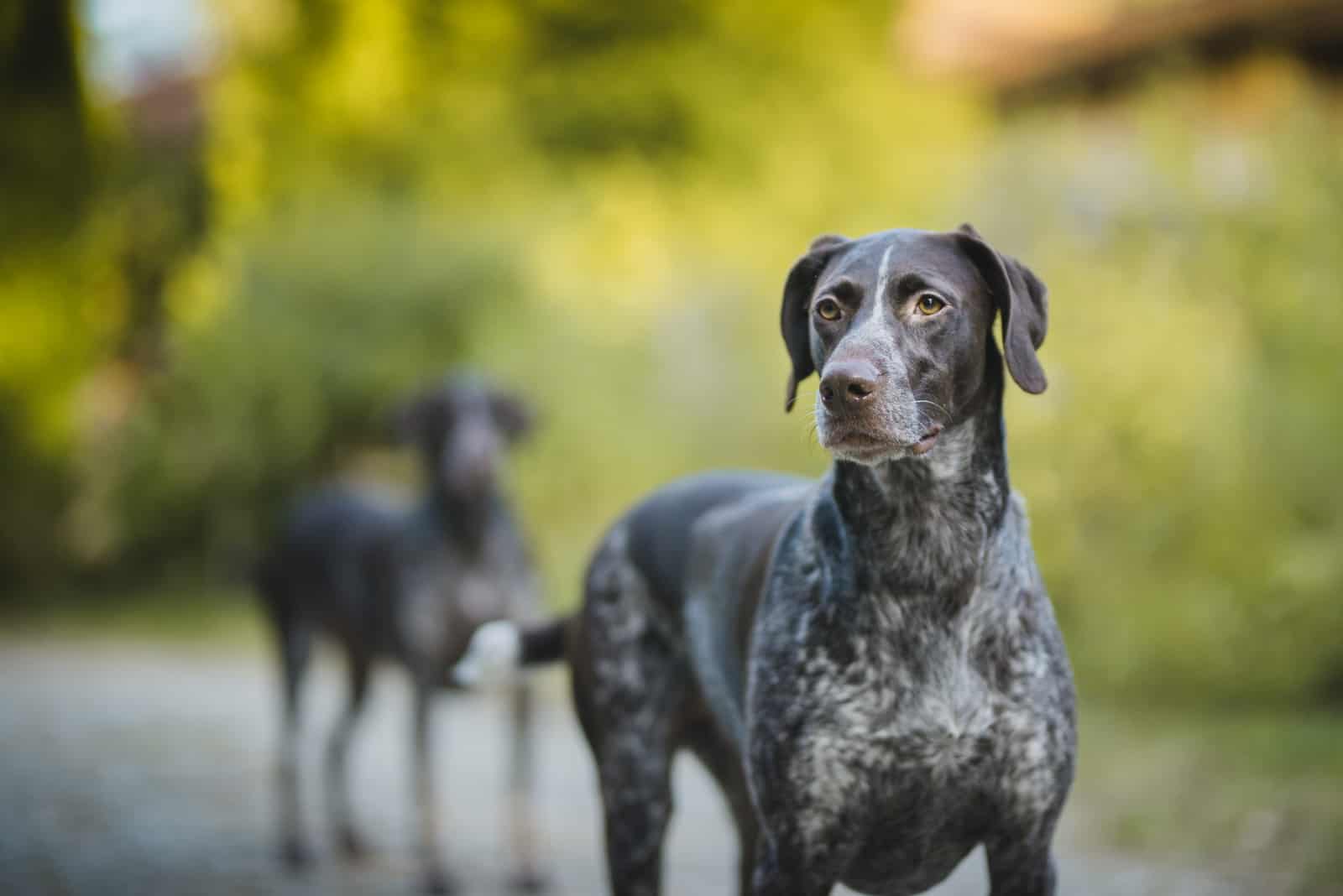 German Shorthaired Pointer standing outside