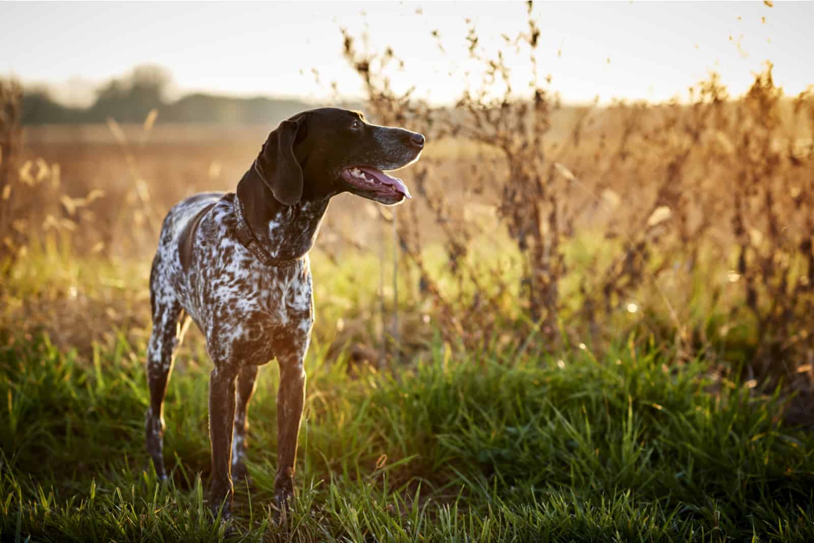 German Shorthaired Pointerstanding on grass looking away