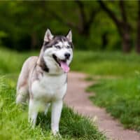 Husky standing on grass