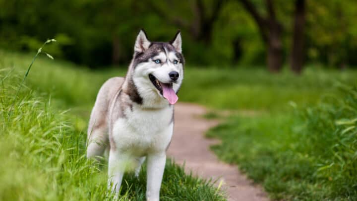 13 Husky Colors: Picking The Most Beautiful One