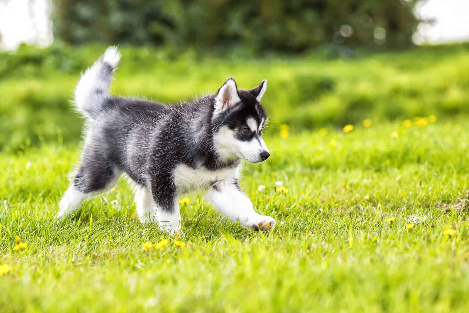 Husky Puppy walking on grass outside