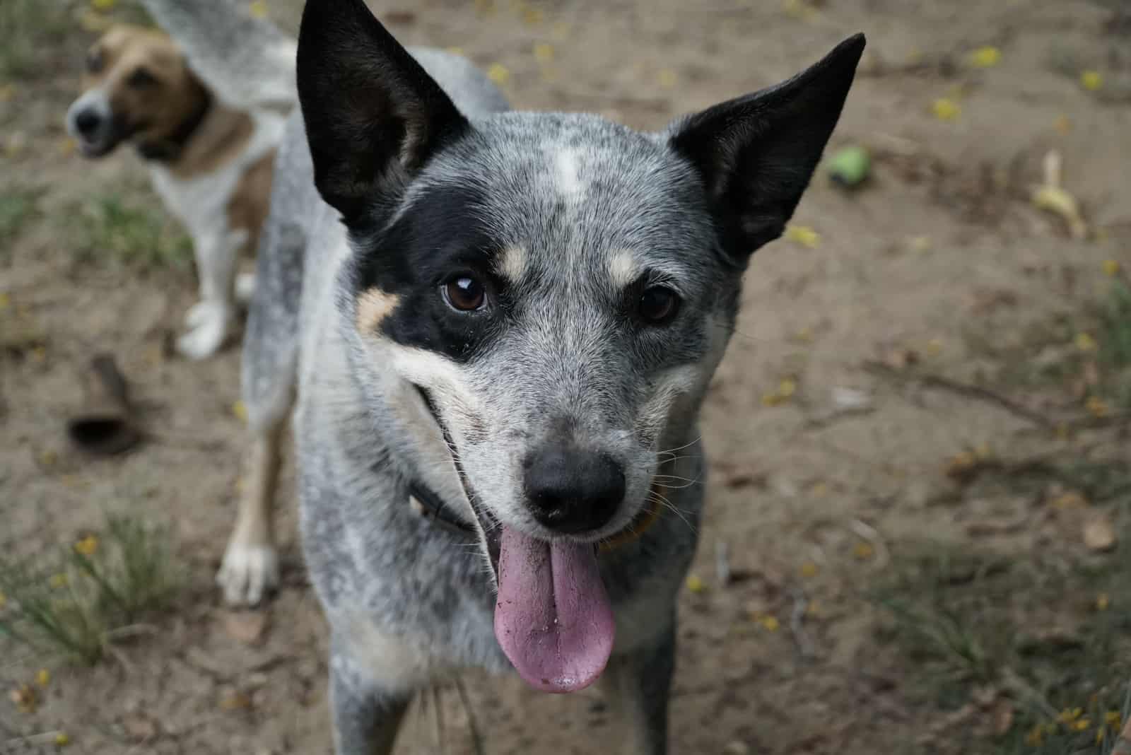 Jack Blue Heeler standing looking at camera