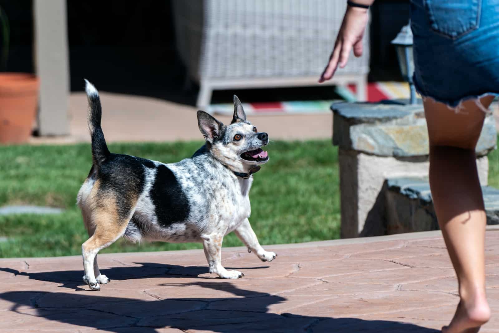 Jack Heeler playing with owner