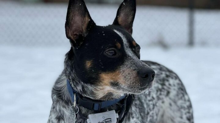 Jack Russell Blue Heeler Mix – All About This Energetic Pup