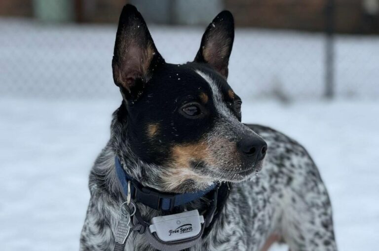 jack russell blue heeler mix