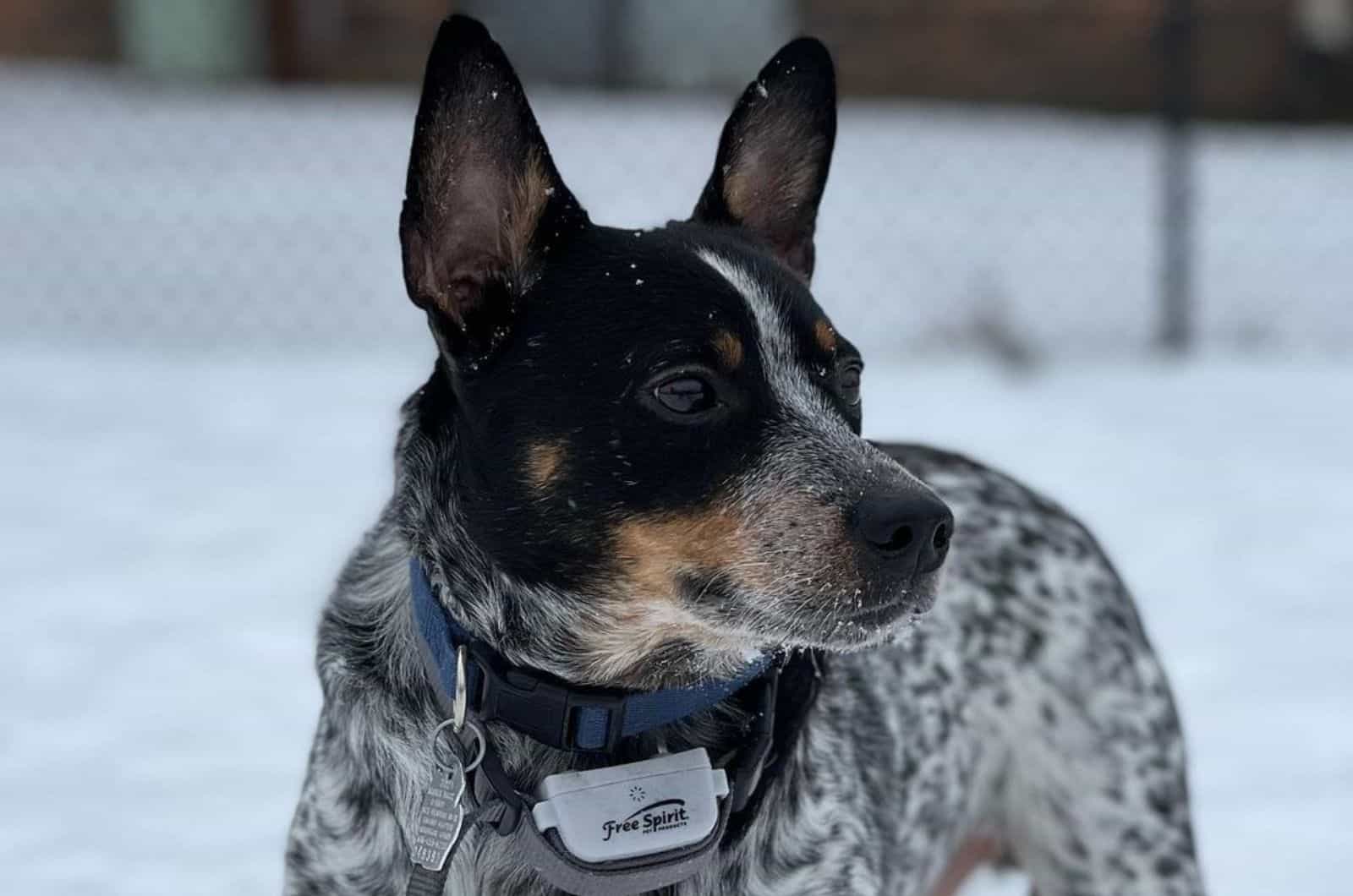 Jack Russell Blue Heeler Mix – All About This Energetic Pup