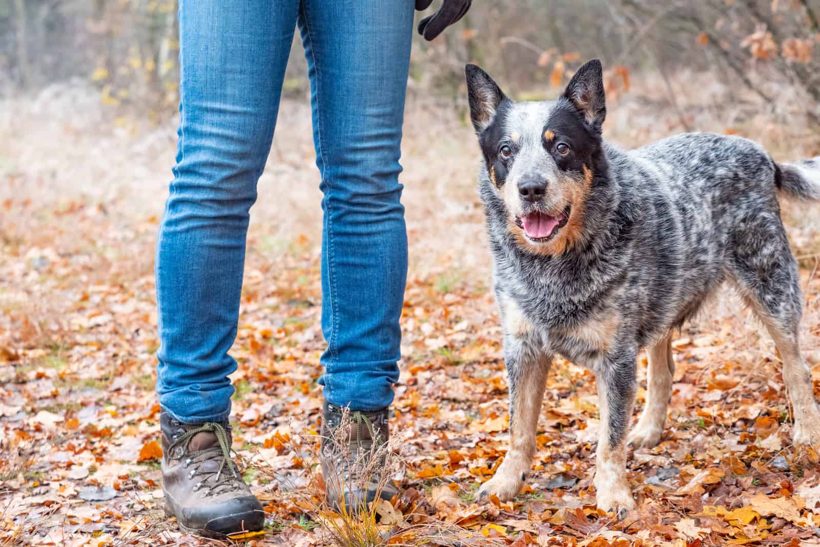 Jack Russell Blue heeler standing by owner in woods