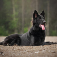 Long-Haired Belgian Malinois sitting in woods