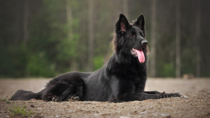 Long-Haired Belgian Malinois: All The Information You Need
