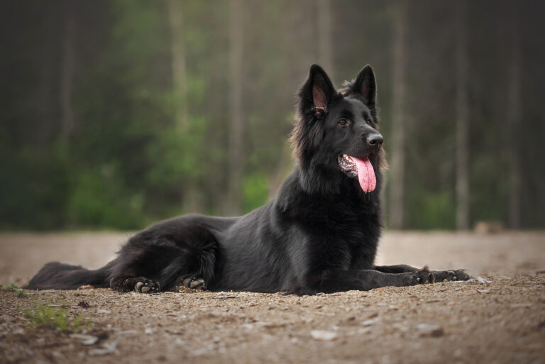 Long-Haired Belgian Malinois sitting in woods