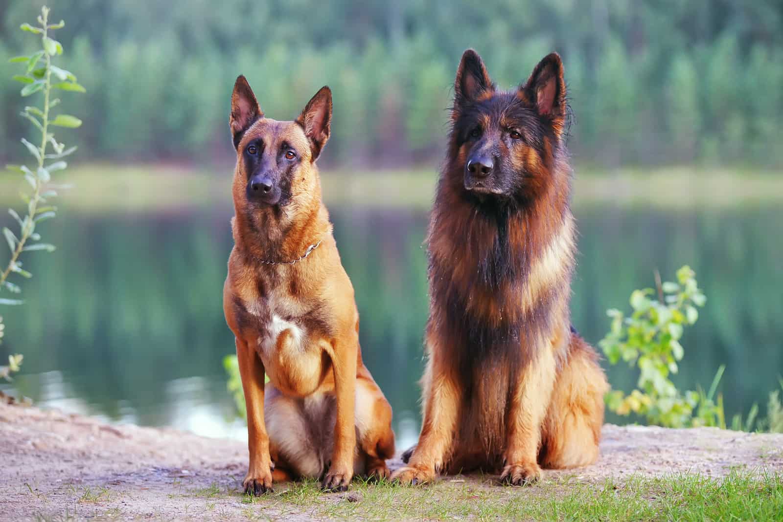 Long-Haired Belgian Malinois and Belgian Malinois sitting by lake